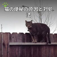 猫の便秘の原因と対処法