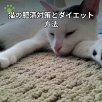 猫の肥満対策とダイエット方法