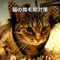 猫の換毛期対策