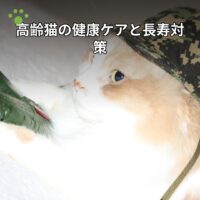 高齢猫の健康ケアと長寿対策