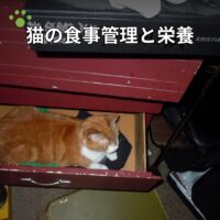 猫の食事管理と栄養