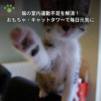 猫の室内運動不足を解消！おもちゃ・キャットタワーで毎日元気に