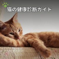 猫の健康診断ガイド