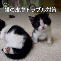 猫の皮膚トラブル対策