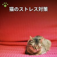 猫のストレス対策