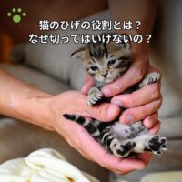 猫のひげの役割とは？なぜ切ってはいけないの？
