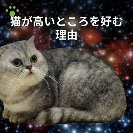 猫が高いところを好む理由