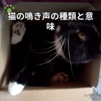 猫の鳴き声の種類と意味