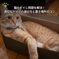 猫のトイレ問題を解決！適切なトイレの選び方と置き場所のコツ