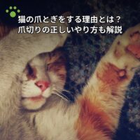 猫の爪とぎをする理由とは？爪切りの正しいやり方も解説
