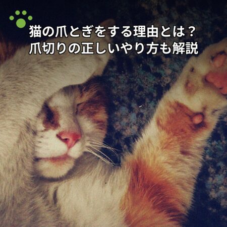 猫の爪とぎをする理由とは？爪切りの正しいやり方も解説