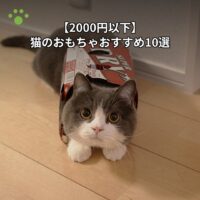 【2000円以下】猫のおもちゃおすすめ10選