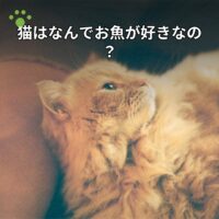 猫はなんでお魚が好きなの？