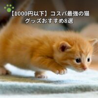 【1000円以下】コスパ最強の猫グッズおすすめ8選