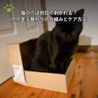 猫の爪は何日で剥がれる？爪の生え替わりの仕組みとケア方法