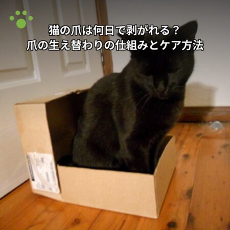猫の爪は何日で剥がれる？爪の生え替わりの仕組みとケア方法