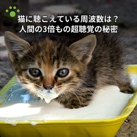 猫に聴こえている周波数は？人間の3倍もの超聴覚の秘密