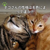 ネコさんの性格は毛色によって違う？
