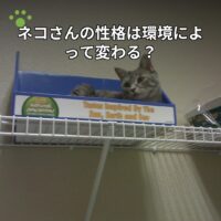 ネコさんの性格は環境によって変わる？
