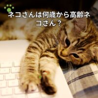 ネコさんは何歳から高齢ネコさん？