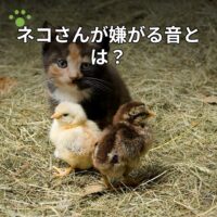 ネコさんが嫌がる音とは？