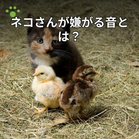 ネコさんが嫌がる音とは？