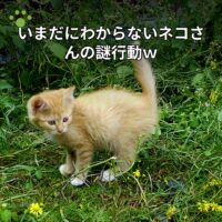 いまだにわからないネコさんの謎行動ｗ