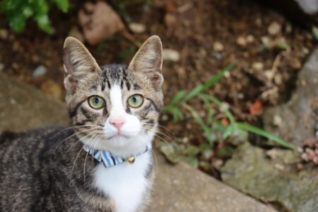 猫