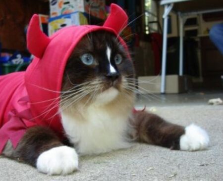 ごはんを待つ猫