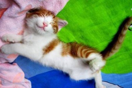くつろぐ猫（猫はいつから日本にいる？日本における猫の歴史を解説）