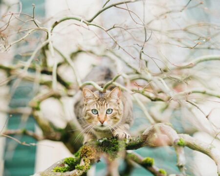うちの猫（猫の足の長さの平均は？体格や品種ごとの違いを解説）