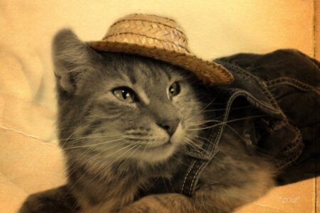 日常の猫