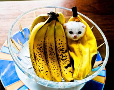 うちの猫（猫のヒゲの数はいくつ？役割と意外な特徴を徹底解説）