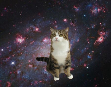 くつろぐ猫