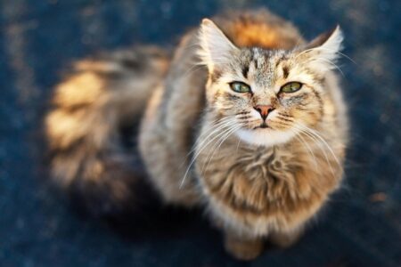 くつろぐ猫