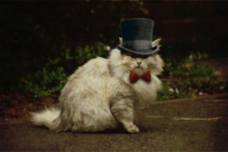 くつろぐ猫