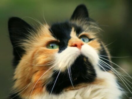 毛並みの良い猫（毛玉対策）