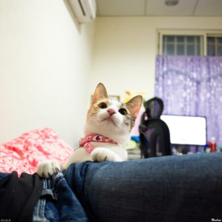日常の猫