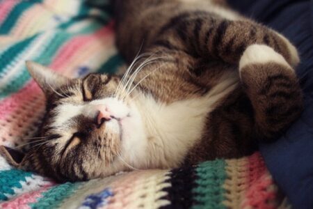 日常の猫（日本の猫の毛色ランキング！人気の柄と性格の特徴を解）