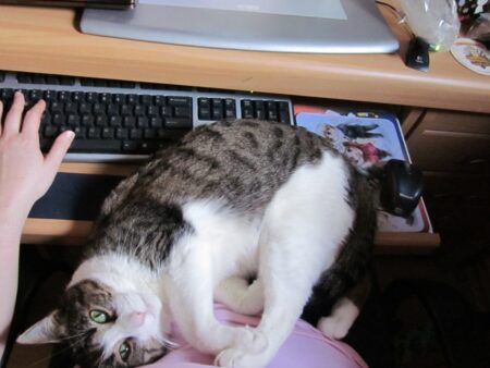 猫のDNA検査キットおすすめ3選