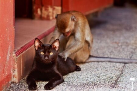 偏食気味の猫