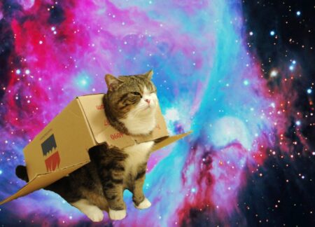 猫のペット保険一括見積もりおすすめ3選