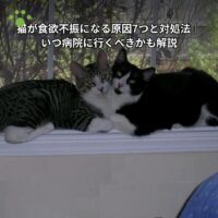 猫が食欲不振になる原因7つと対処法