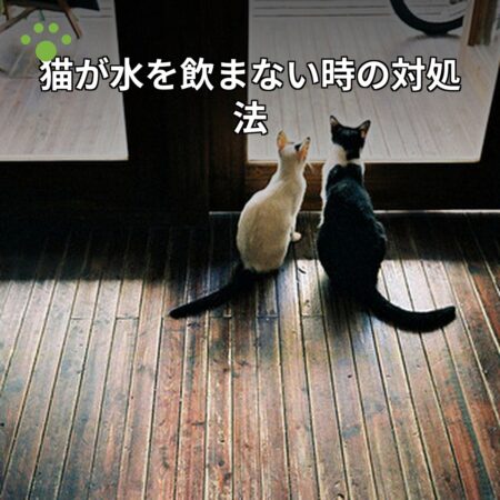 水を飲まない猫の対処法