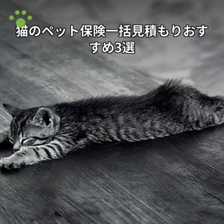 猫のペット保険一括見積もりおすすめ3選