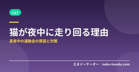 猫が夜中に走り回る理由｜真夜中の運動会の原因と対策