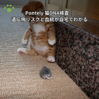 Pontely 猫DNA検査｜遺伝病リスクと血統が自宅でわかる
