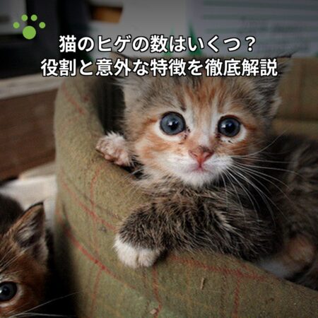 猫のヒゲの数と役割