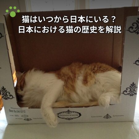 猫はいつから日本にいる？