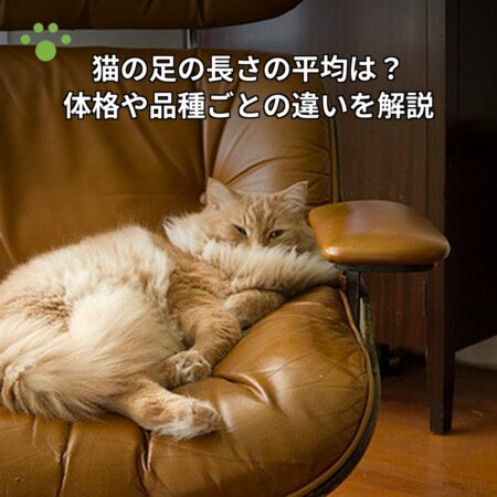 猫の足の長さの平均